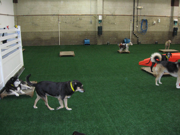 Indoor K9 Pet Resort